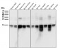 Anti-Histone H3 HIST1H3A Rabbit Monoclonal Antibody